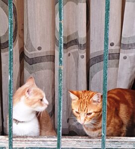 I GATTI LIBERI DI ROMA OVVERO DI “ROMA MAMMA GATTA” CELEBRATI IN UN FILMDOCUMENTARIO DEL REGISTA  GAETANO AMALFITANO PROIETTATO ALLA TORRE DEL MOLINO  E TANTO  CARI AL GRANDE  SCRITTORE  GIANNI  RODARI—————————————————————(=